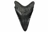 Fossil Megalodon Tooth - South Carolina #333609-1